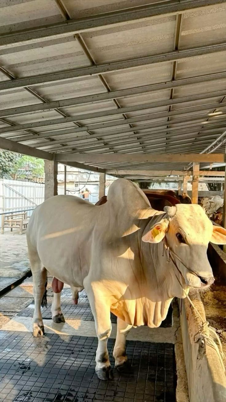 Persiapan Idul Adha: Strategi Peternak Agar Sapi Siap Jual dan Harga Maksimal