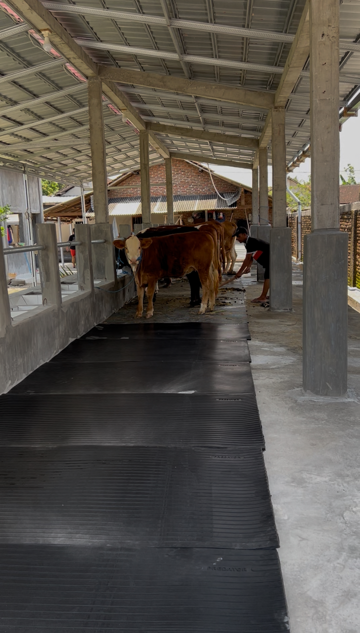 Rahasia Kandang Sapi Nyaman: Metode Penempatan Karpet yang Tepat