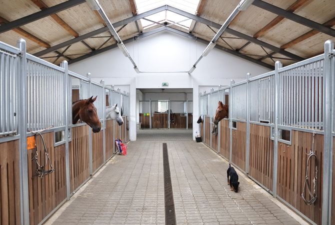 Pentingnya Sistem Drainase yang Baik pada Kandang Sapi