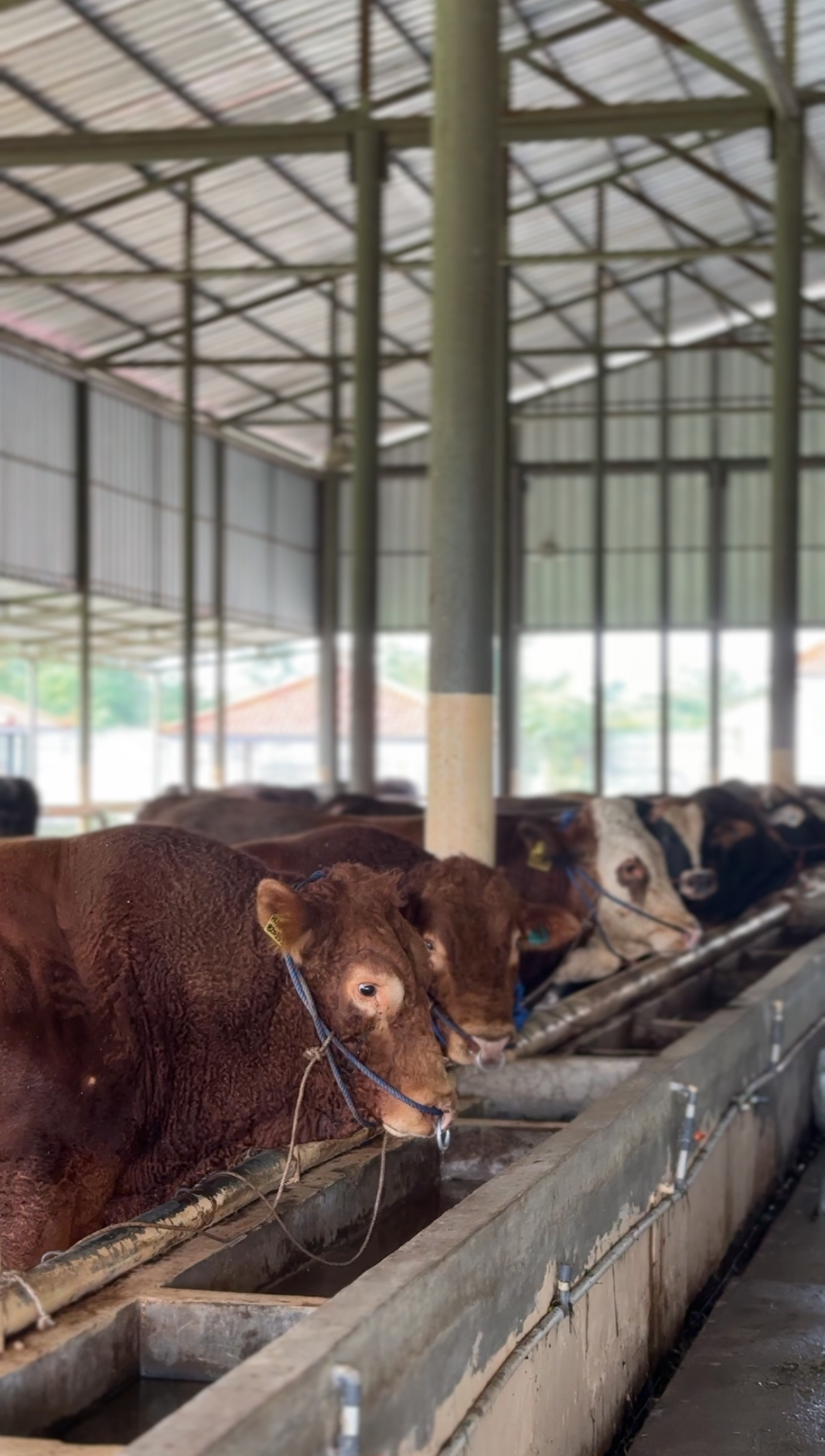 Kandang Nyaman Bukan Sekadar Bersih: Ini Kunci Produktivitas Sapi yang Sering Diabaikan Peternak