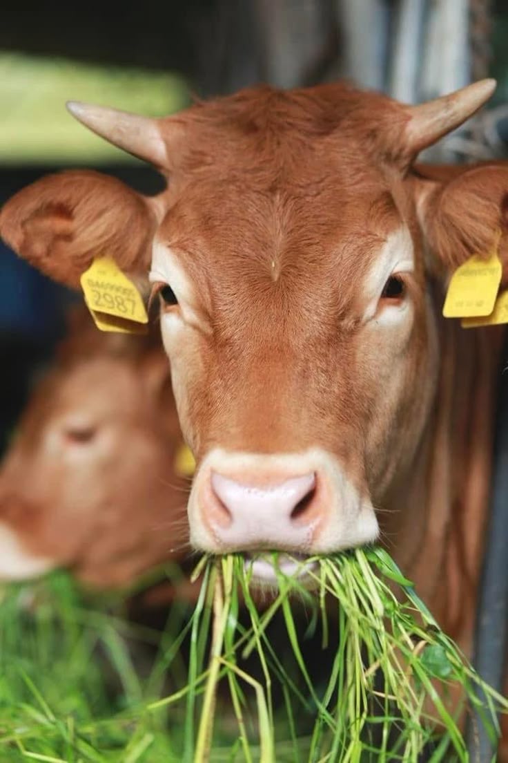 Kenali Tanda Sapi Sehat dari Perilakunya di Kandang