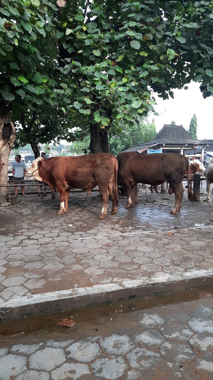 Musim Hujan Datang? Ini Risiko Tersembunyi pada Kandang Sapi yang Harus Diwaspadai