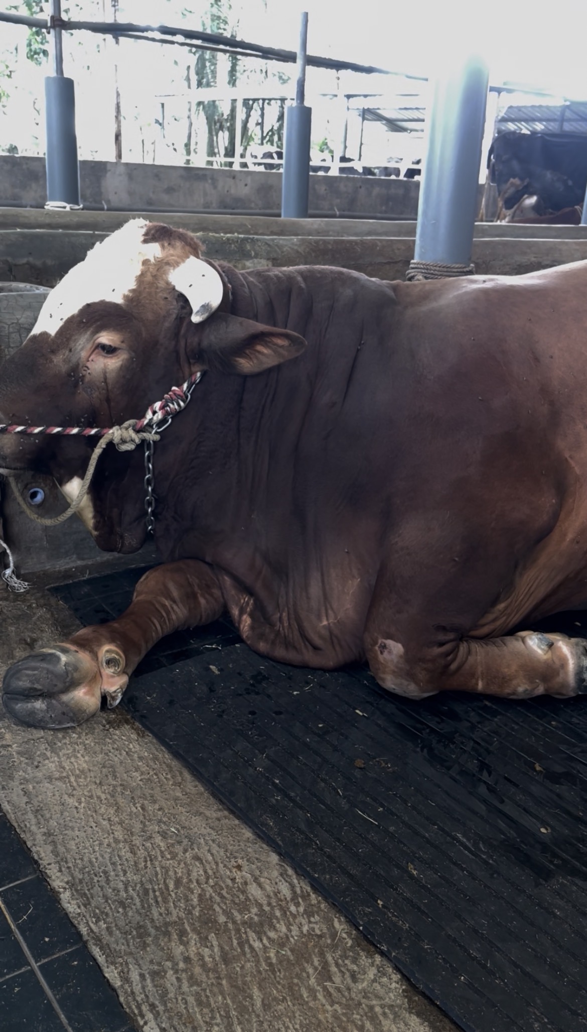 Sapi Sering Tiduran, Apakah Tandanya Sehat atau Justru Sedang Sakit? Ini Penjelasannya