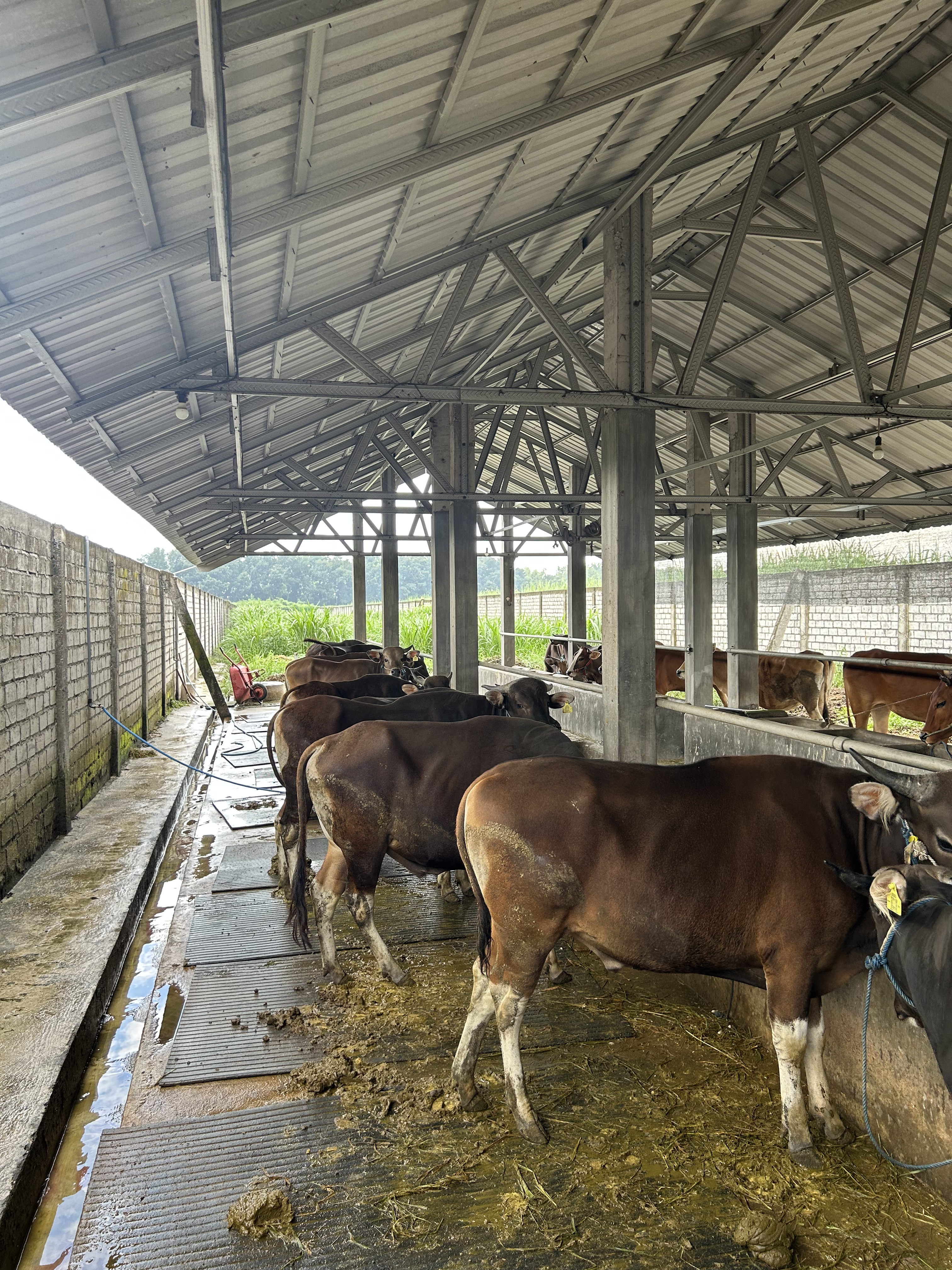 Sapi Pincang Bukan Masalah Sepele: Ini Dampaknya bagi Keuntungan Peternak