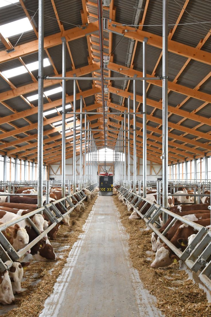 Setelah Tahu Kesalahannya, Ini Langkah Nyata Memperbaiki Kandang Sapi agar Lebih Efisien