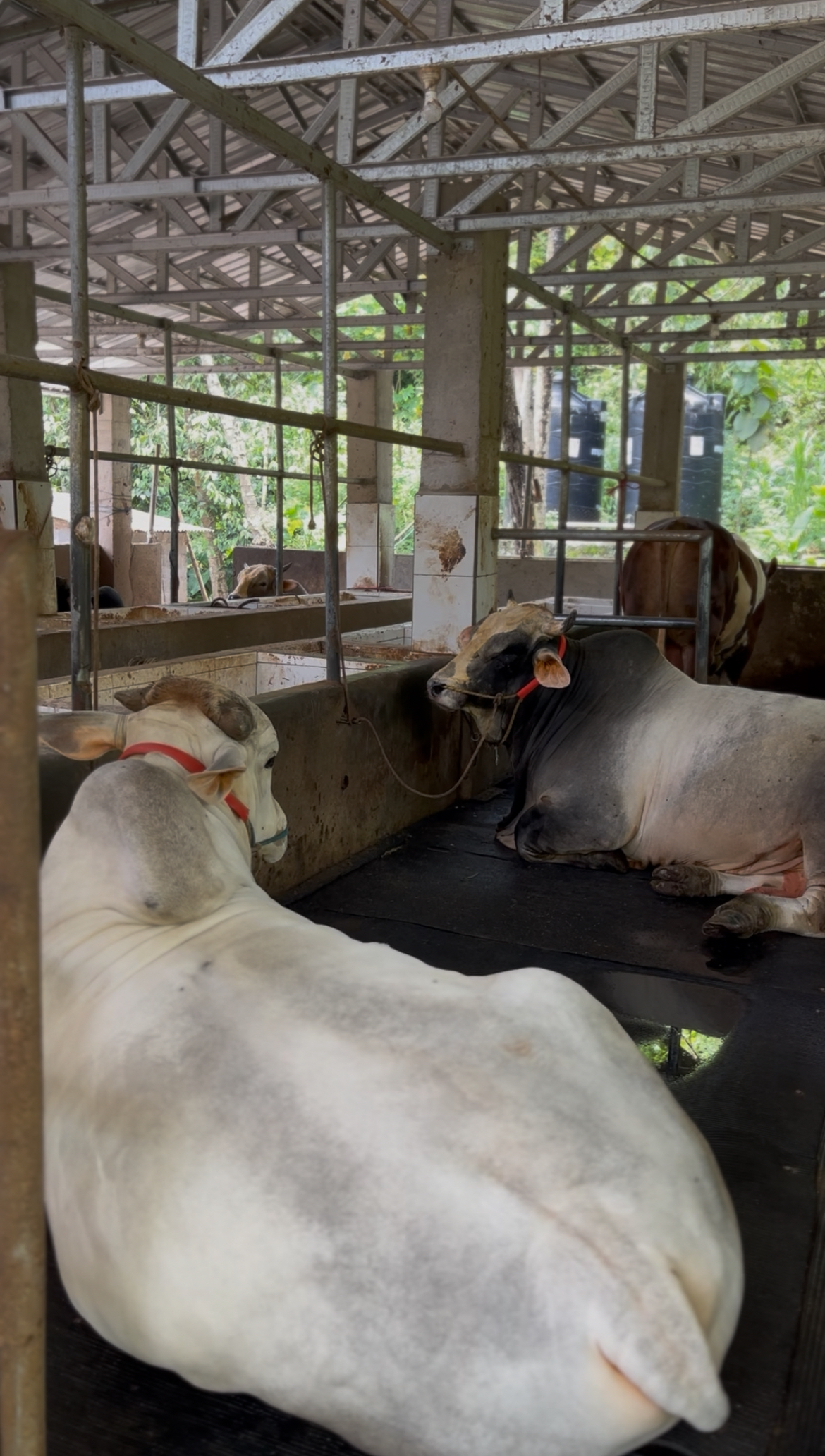 Stres Panas pada Sapi: Ancaman Tersembunyi yang Menurunkan Produktivitas