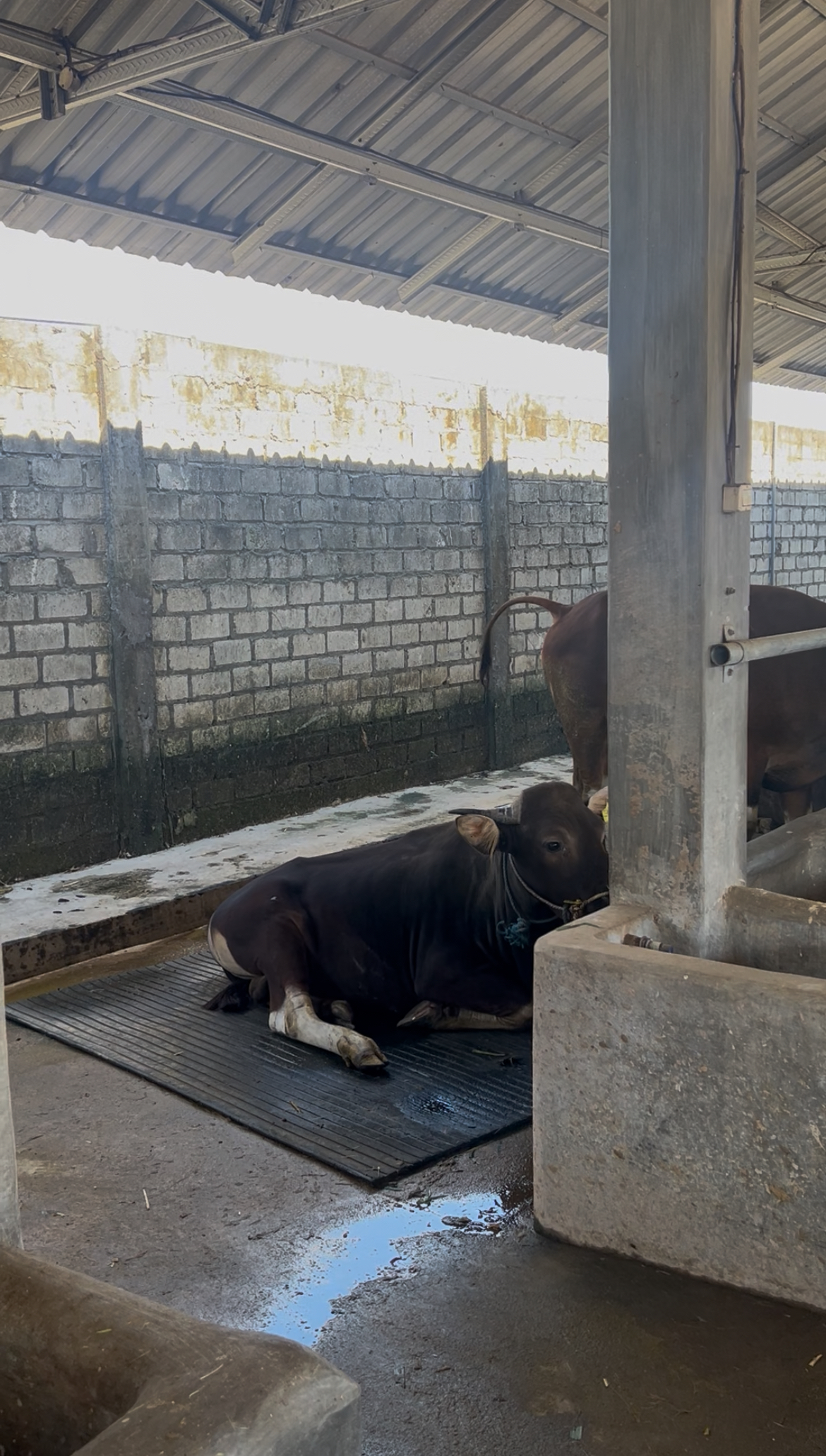 Biaya Tersembunyi Akibat Sapi Pincang di Kandang