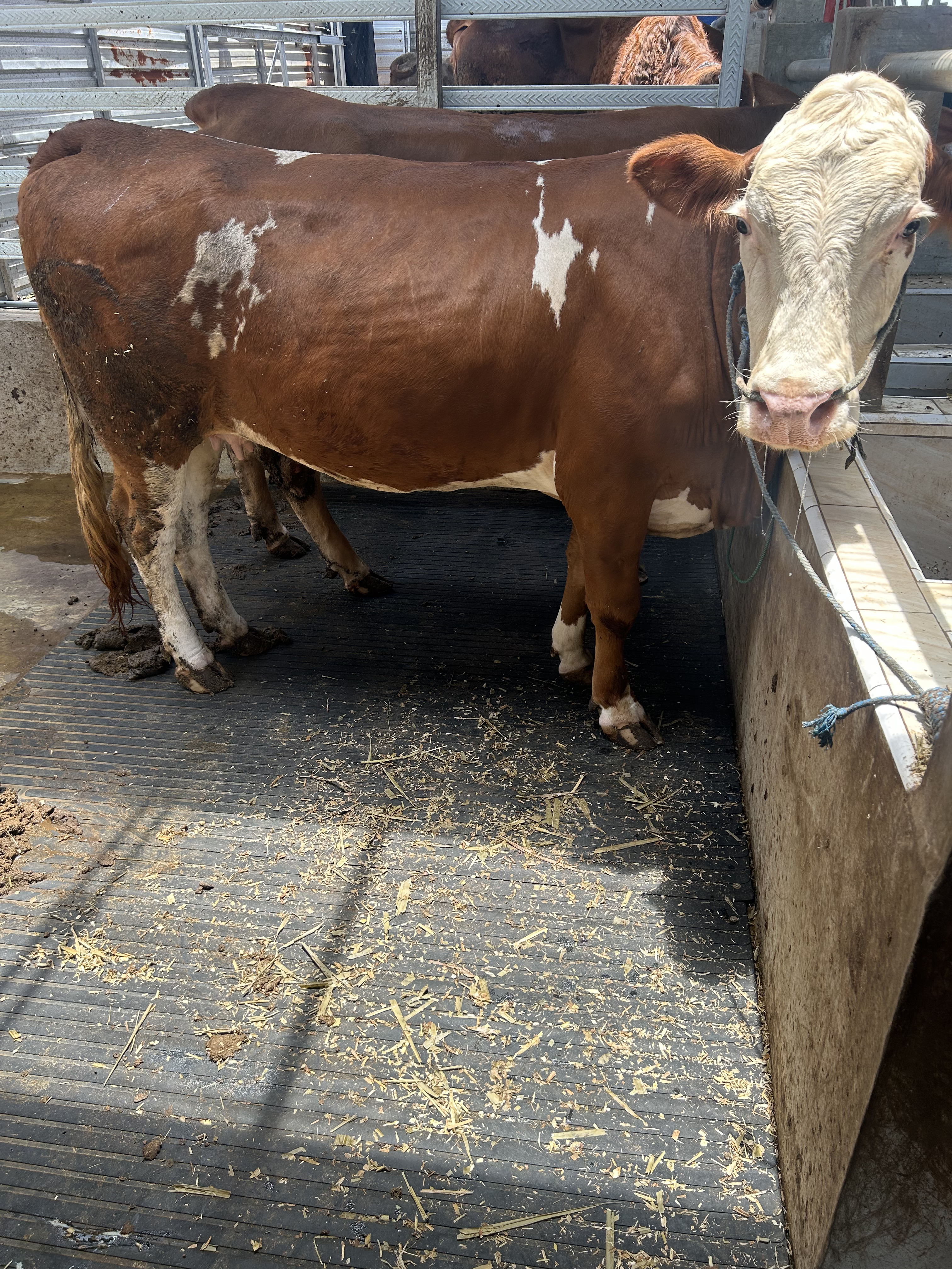 Cara Meningkatkan Nilai Jual Sapi Tanpa Menambah Banyak Biaya