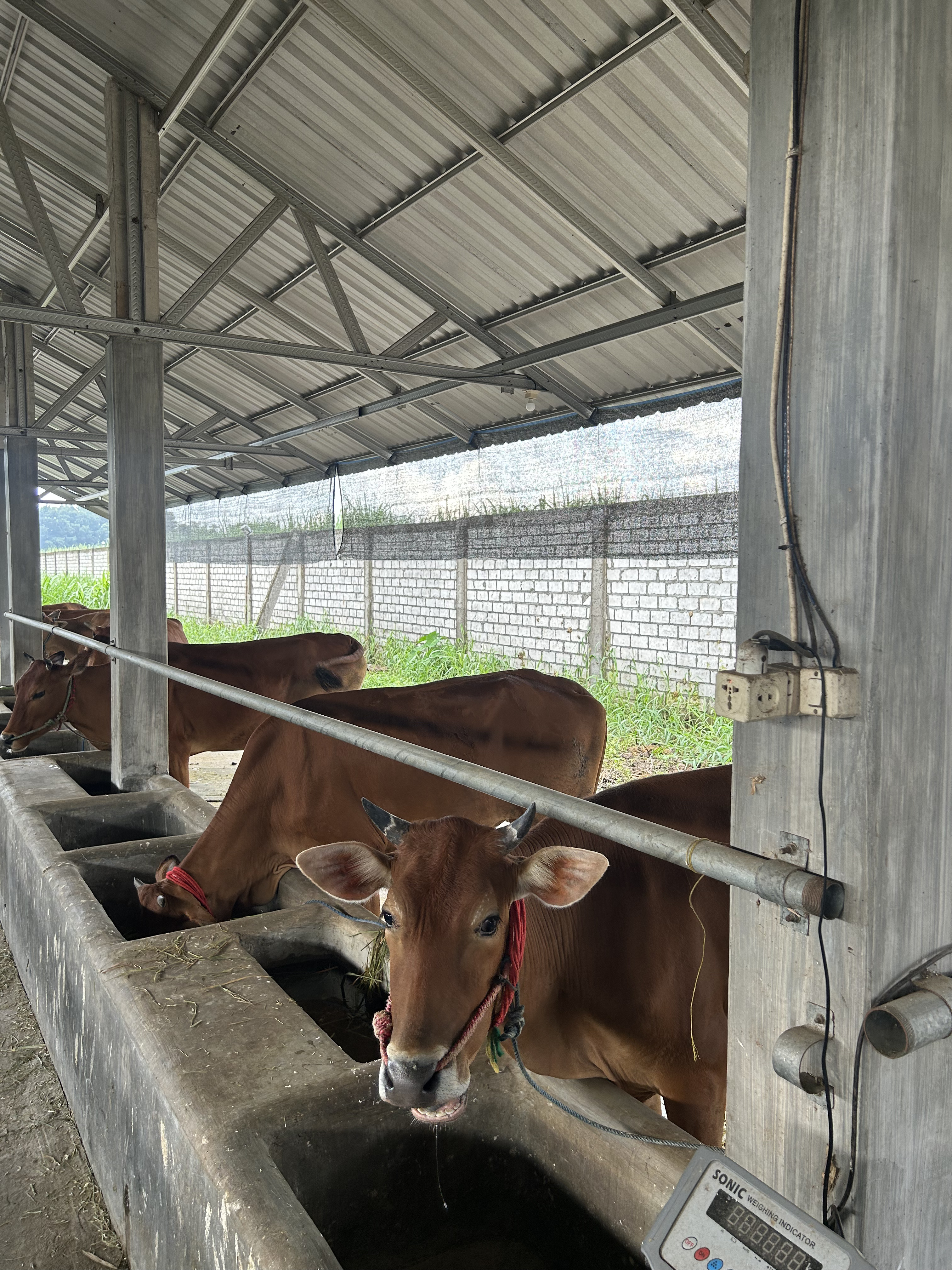 Musim Hujan dan Tantangan Kandang Sapi Modern