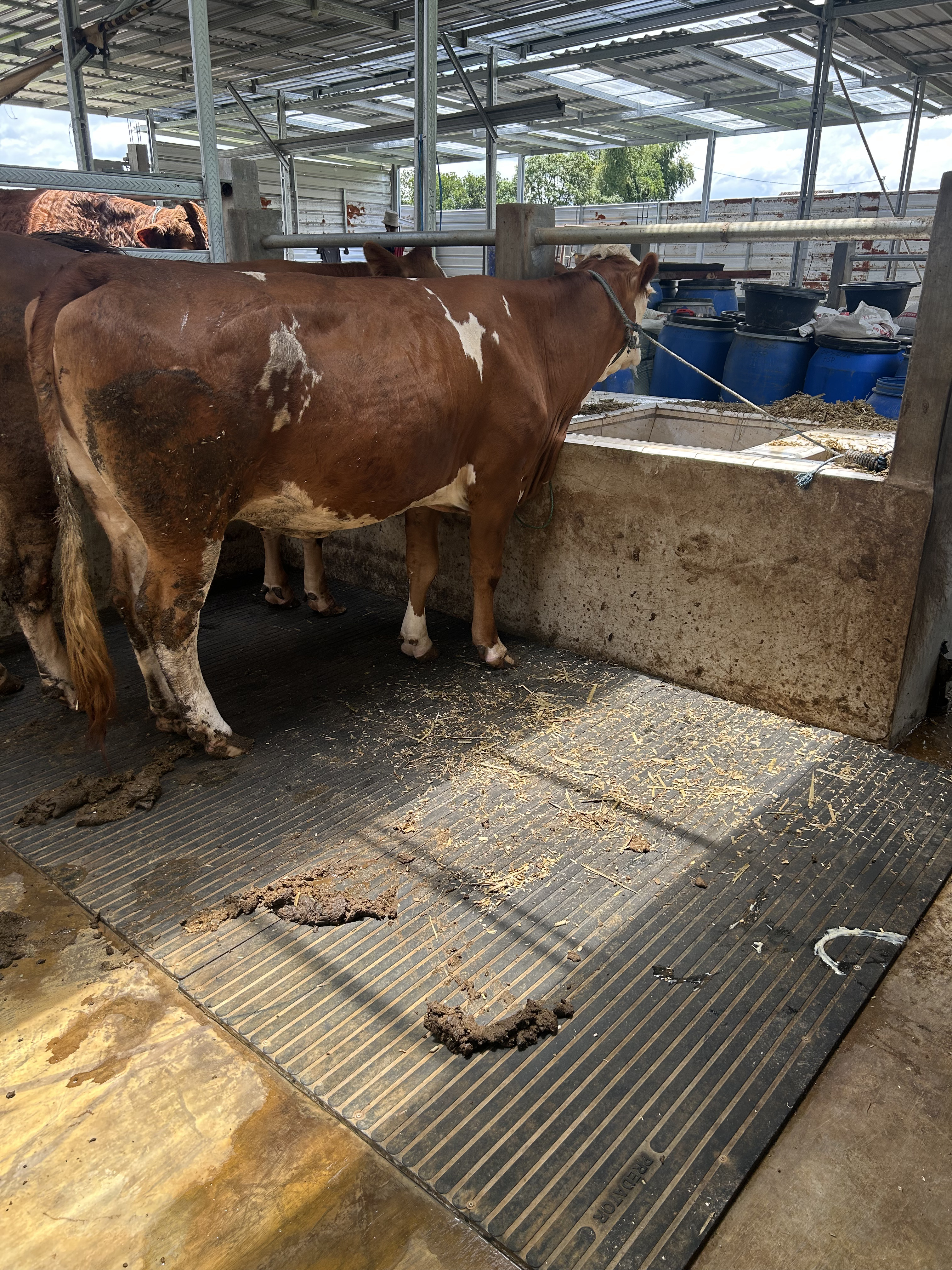 Lantai Kandang Sapi Licin: Risiko Cedera yang Mengancam Keuntungan