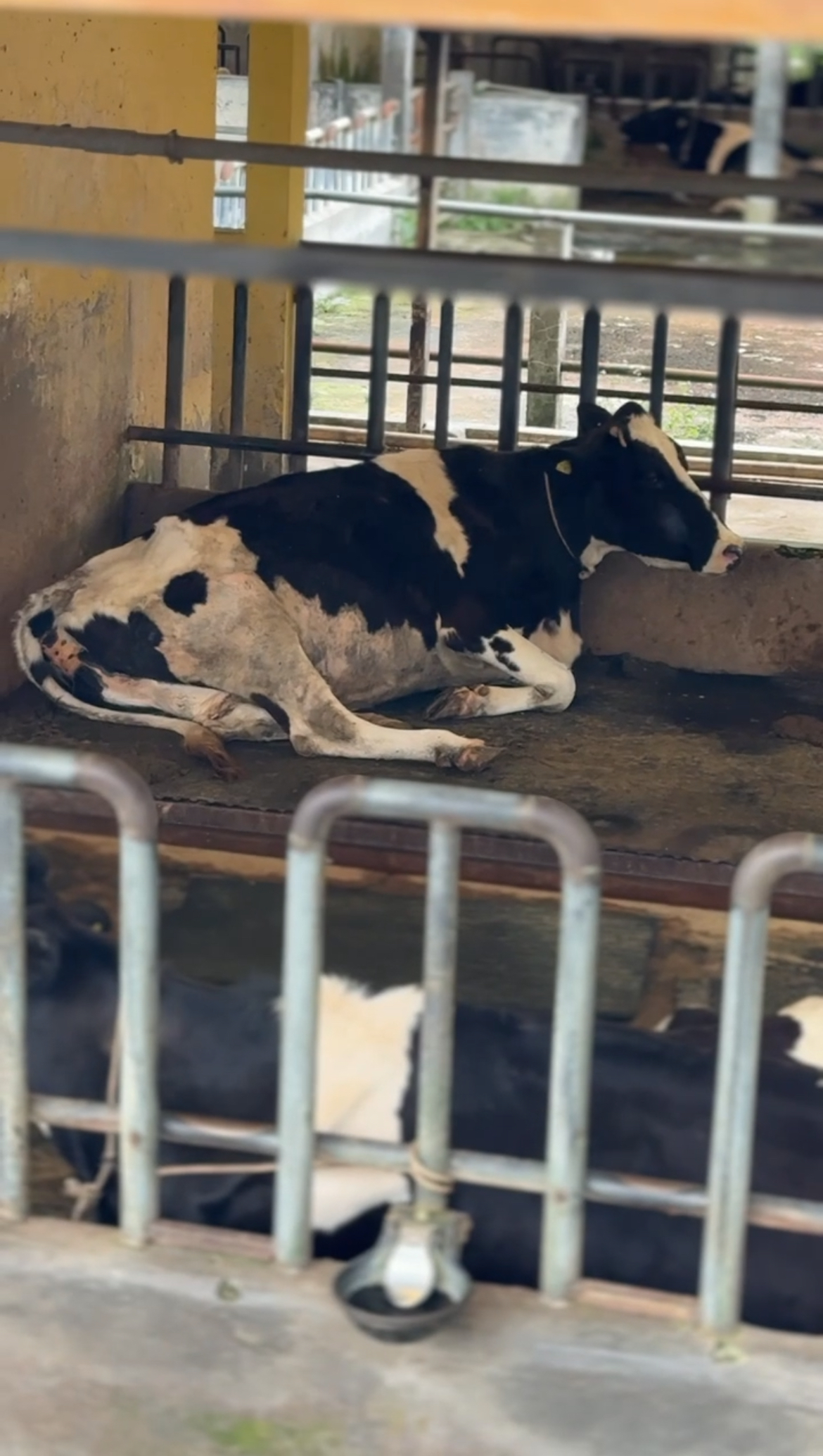 Tantangan Utama di Industri Sapi Lokal