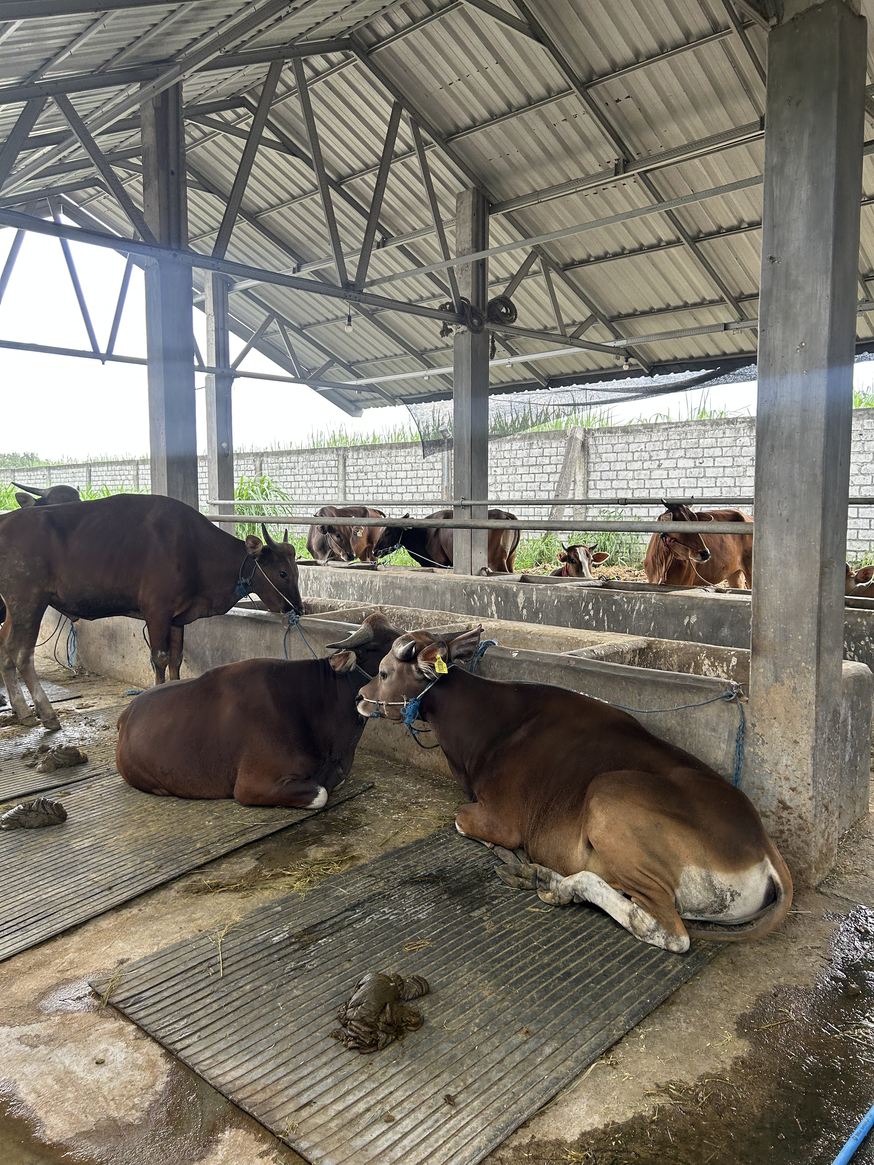 Kandang Cepat Bau? Ini Penyebab dan Cara Mengatasinya