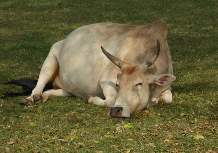 Sapi Jarang Rebahan? Ini Penyebabnya dan Dampaknya bagi Produktivitas