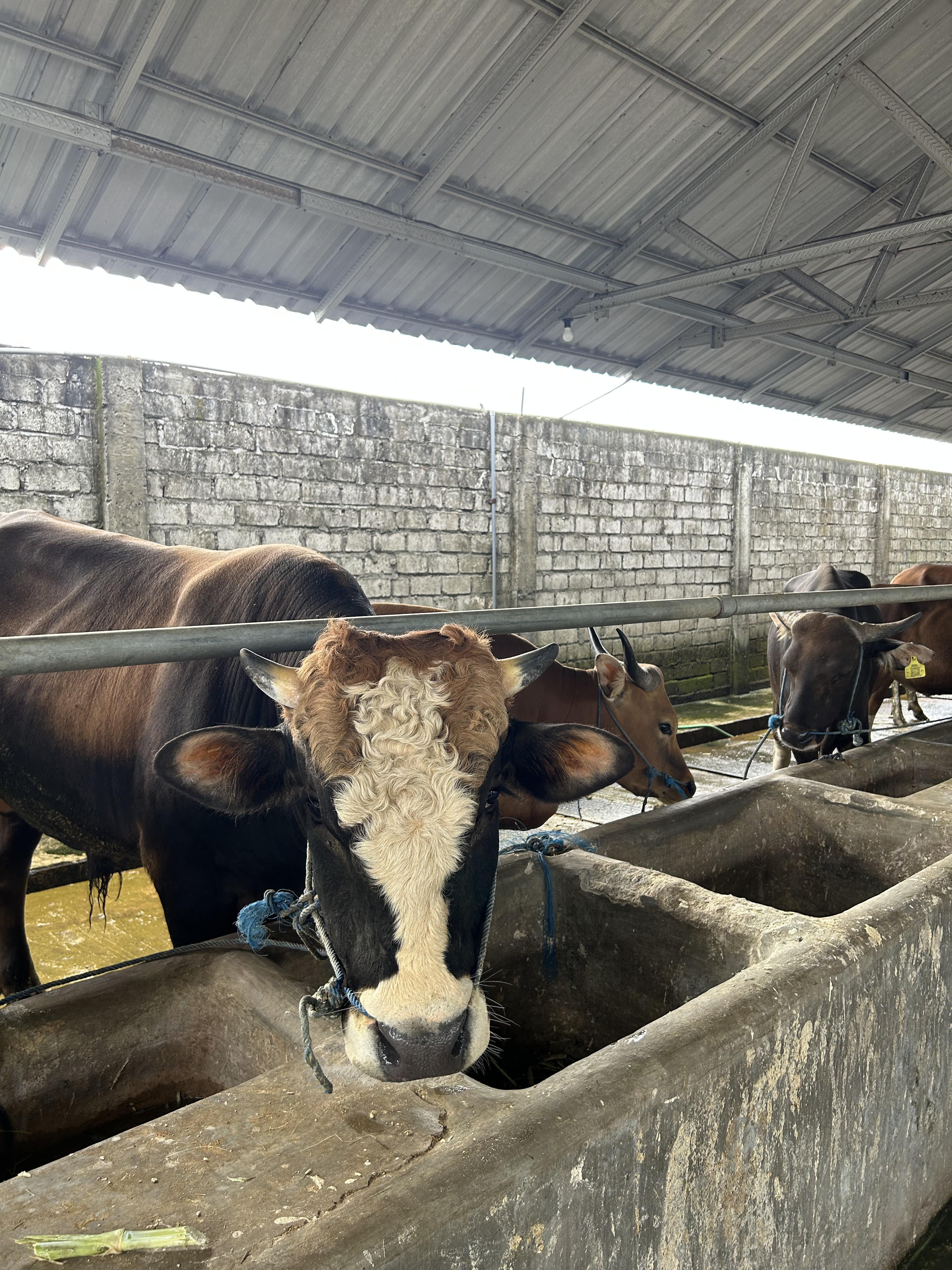 Strategi Meningkatkan Bobot Sapi Lebih Cepat dengan Kandang yang Tepat