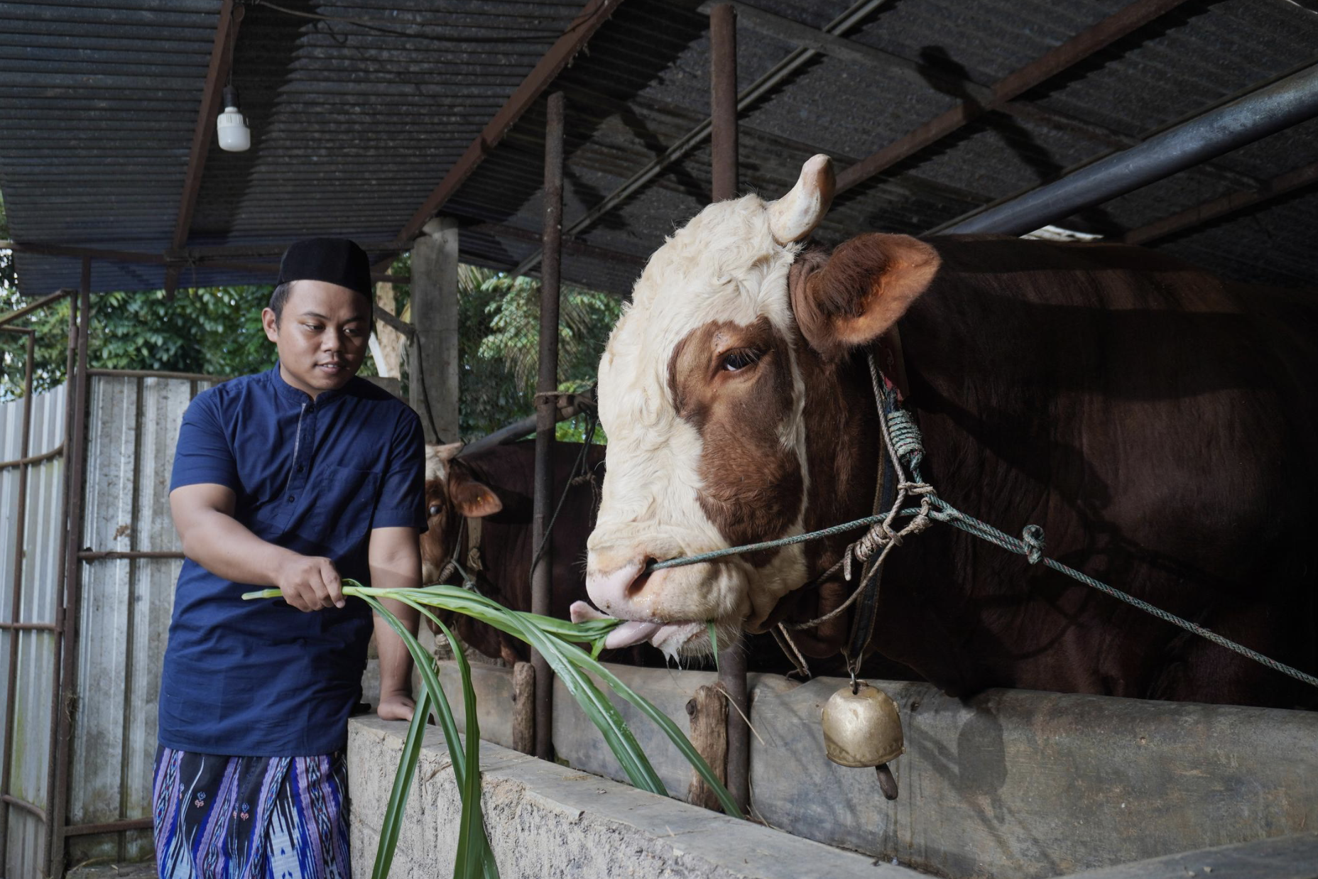 Kenapa Sapi Makan Banyak tapi Tetap Kurus? Bisa Jadi Bukan Pakannya yang Salah!