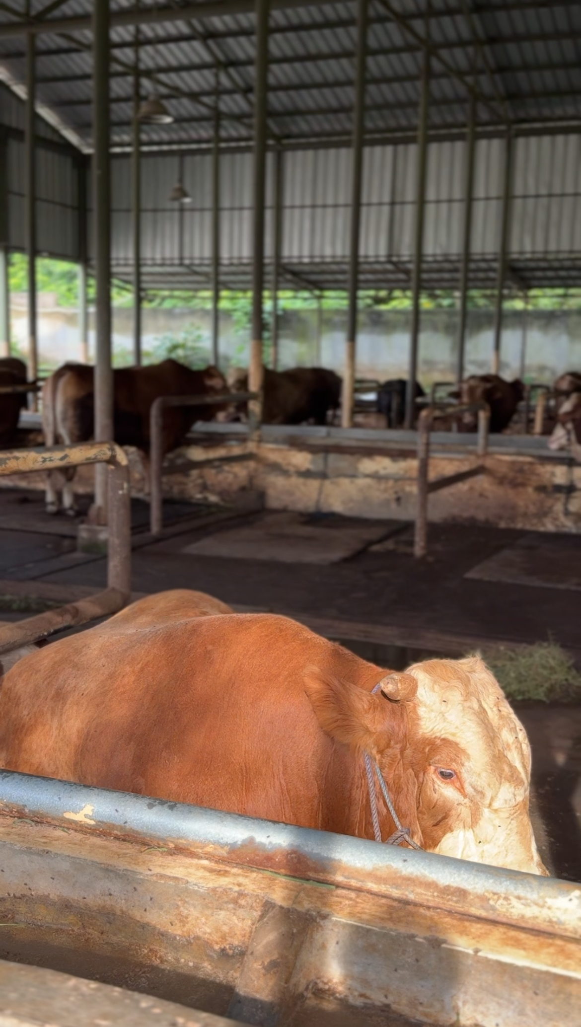 Penguatan Kapasitas Peternak Lokal: Kunci Swasembada Daging dan Susu Berkelanjutan di Indonesia