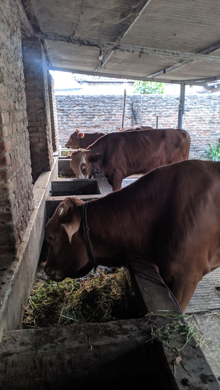 Sapi Lebih Sering Berdiri dan Jarang Rebahan? Bisa Jadi Kandang Anda Bermasalah