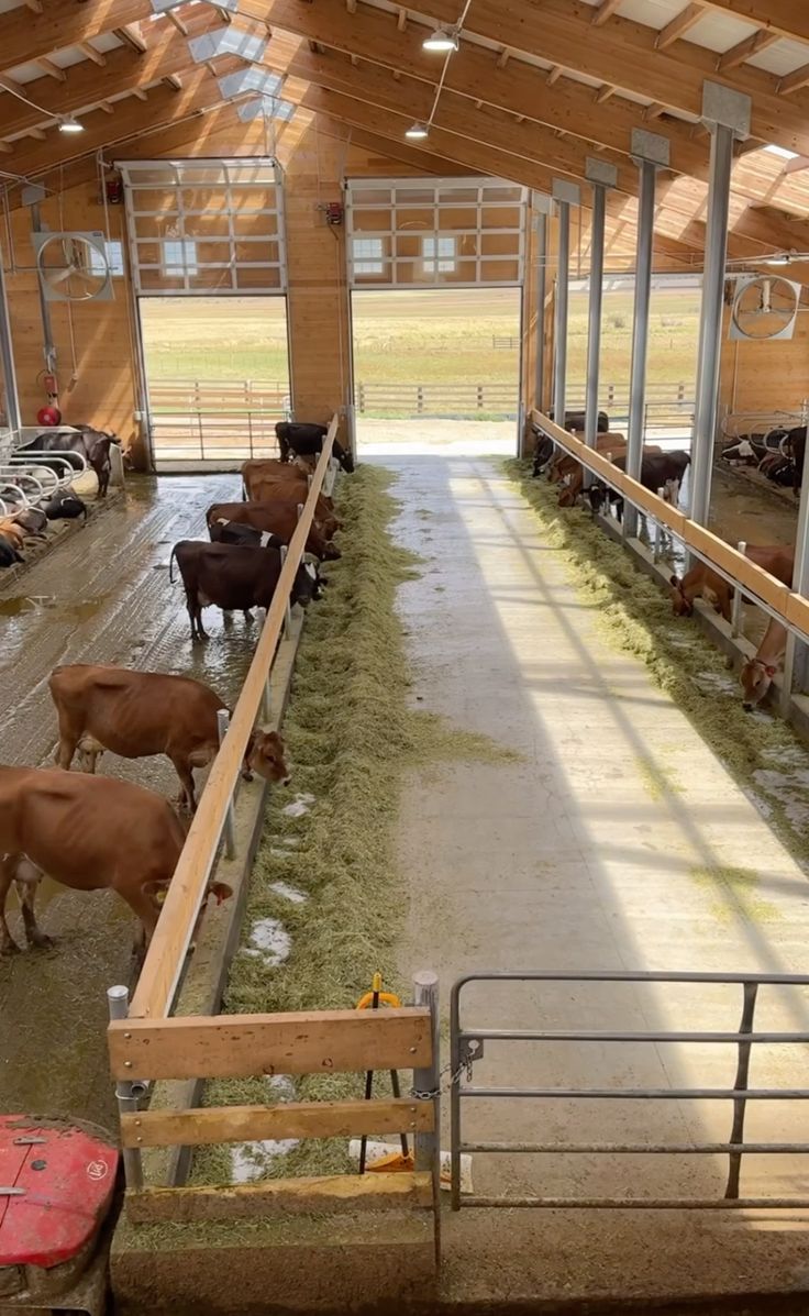 Kandang Biasa vs Kandang Modern: Mana yang Lebih Menguntungkan untuk Peternak?