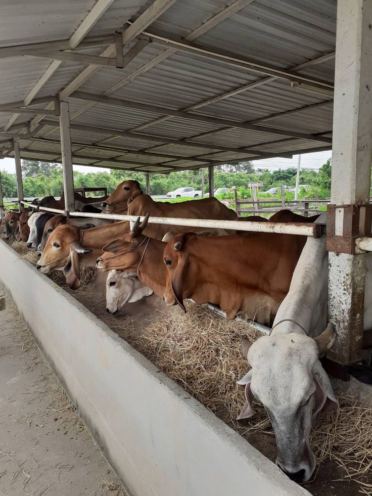 Kandang Sapi Cepat Bau Bukan Karena Jarang Dibersihkan, Tapi Karena Ini